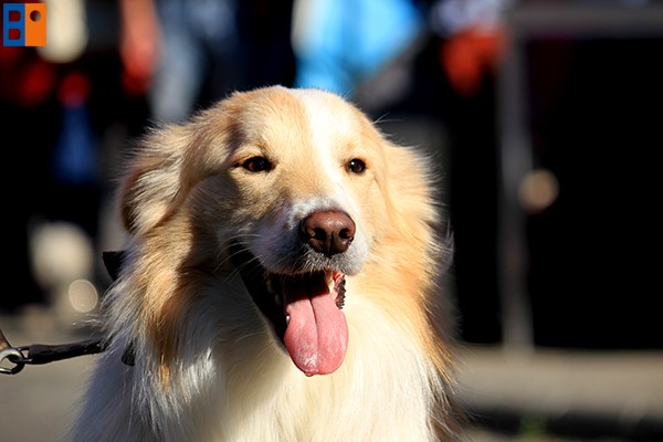 Kattintson, ha szeretné látni a többi képet!