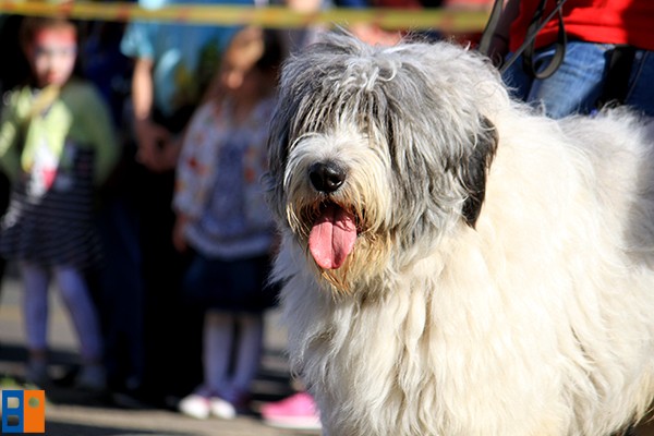 Kattintson, ha szeretné látni a többi képet!