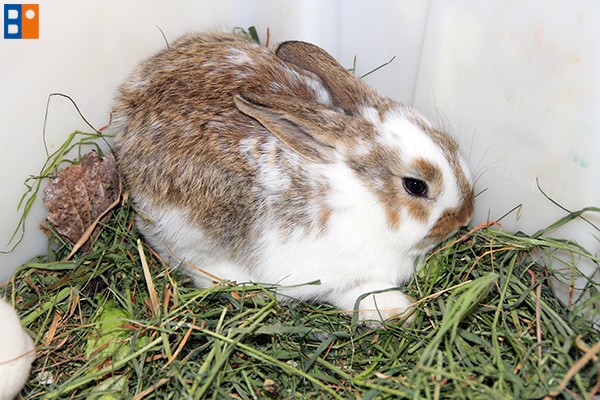 Kattintson, ha szeretné látni a többi képet!