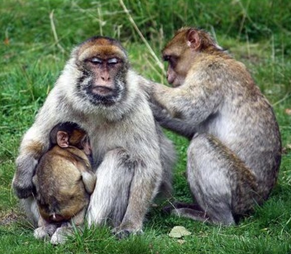 berber makákók
