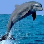 delfin