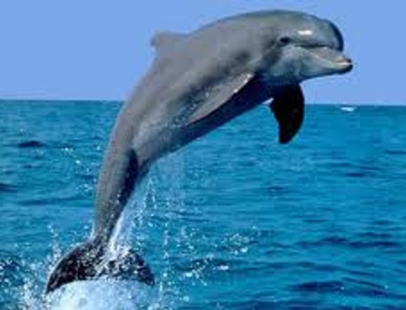 delfin