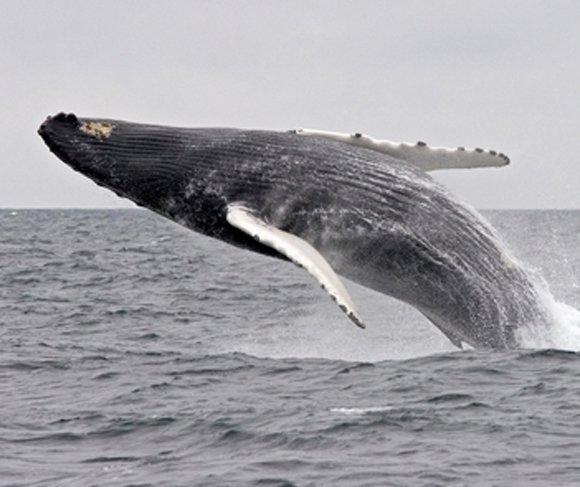 hosszuszarnyu_balnak