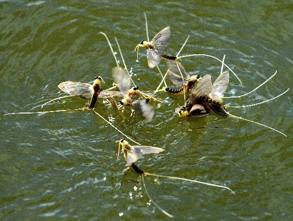 tiszaviragza_keresz_rajzas