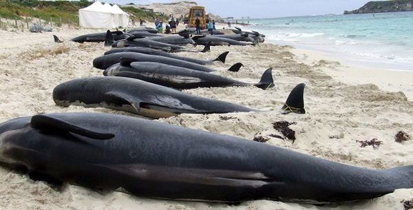 elpusztult_gombfeju_delfinek_Skocia