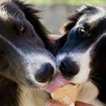 kanikula_hoseg_melegrekord_nyar_kutya_fagylalt