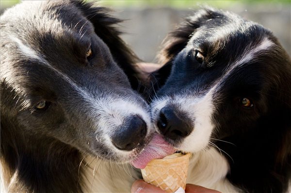 kanikula_hoseg_melegrekord_nyar_kutya_fagylalt