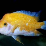 citromsuger_diszhal_hal_Amphilophus_citrinellus