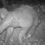 orias_tatu_Brazilia_Priodontes_maximus