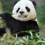 panda