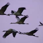 Daruvonulas_Hortobagy1