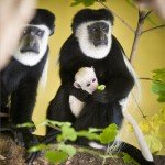 Zaszlosfarku_gereza_csalad