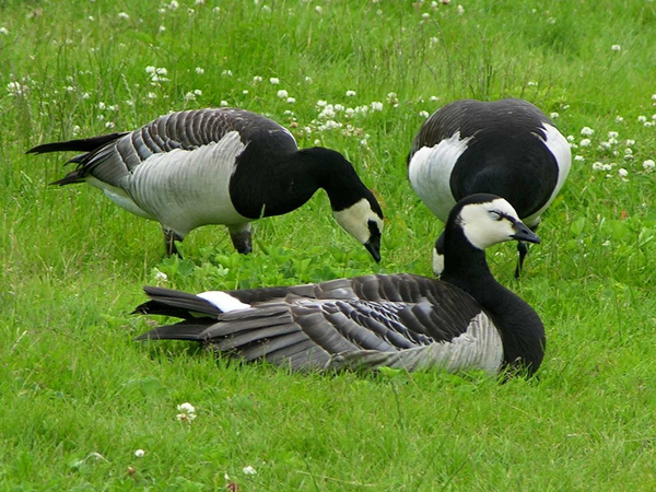 apacaludak_Branta_leucopsis