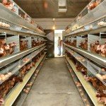 baromfi_jolet_eu_elvaras_szerint