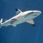 Carcharhinus_melanopterus_feketefoltos_capa