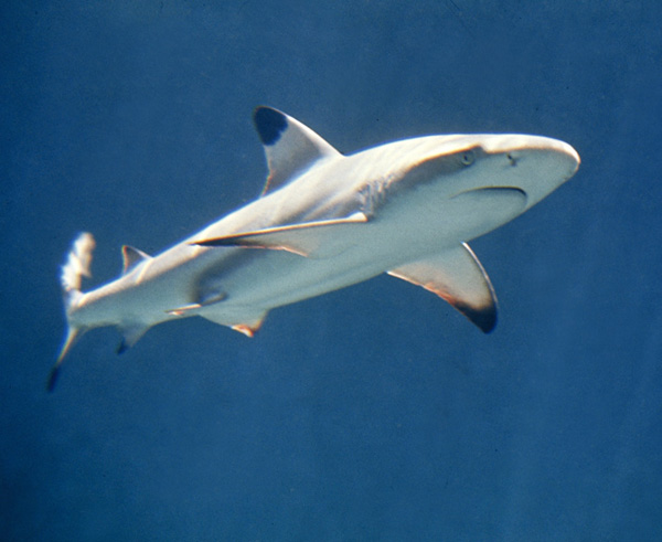 Carcharhinus_melanopterus_feketefoltos_capa