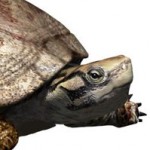 Polysternon_isonae_kihalt_teknos_rekonstr