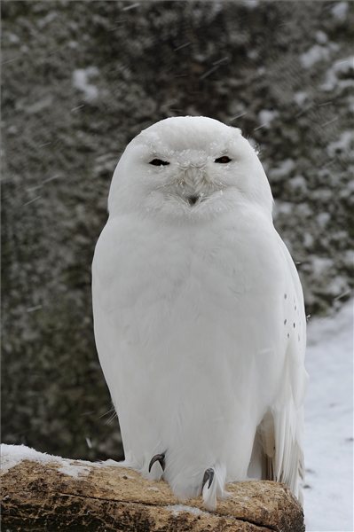 Hóbagoly, Állatkert - Budapest