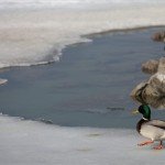 jegolvadas_Balaton_00