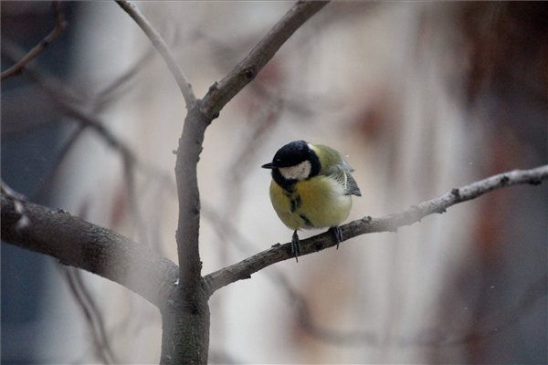 Hideg idő - Állatok - Széncinege - Szolnok, 2012. február 3. - Széncinege (Parus major) áll egy fa ágán, Szolnokon. A szakemberek szerint a kistestű énekesmadarakat komolyan veszélyezteti a mostani, erős széllel és kiadós havazással kísért rendkívüli hideg. Ezért aki teheti, rendszeres etetésükről és itatásukról gondoskodva akár városi környezetben is segíthet e madaraknak átvészelni a váratlanul beköszöntött, zord téli napokat., MTI Fotó: Bugány János