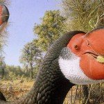 oriasmadar_illusztr_genyornis