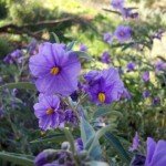 Solanum_ellipticum_lila_virag