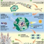 genmodositott_novenyek_GMO_