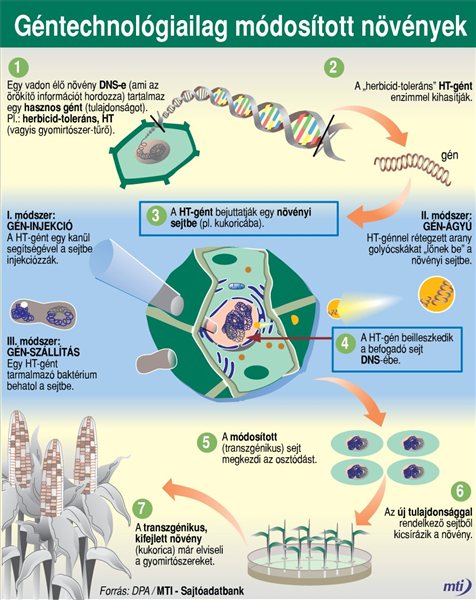 genmodositott_novenyek_GMO_