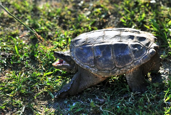 A Galga-patakból kifogott aligátorteknős a Pest megyei Püspökhatvanban, MTI Fotó: Máthé Zoltán