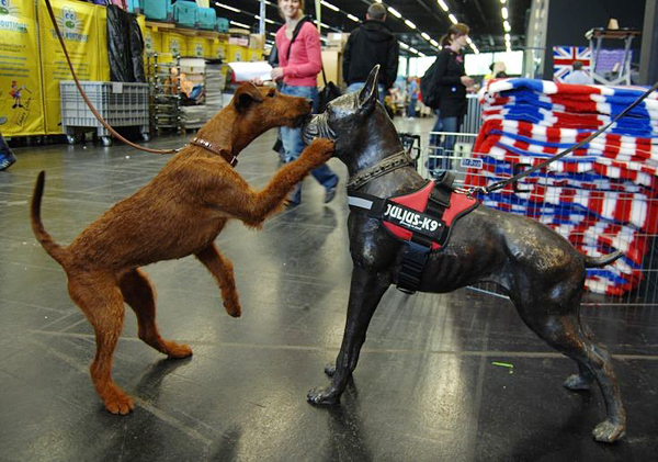 kutya_kutyakiallitas_Salzburg2012