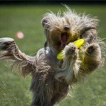 DogChow_kutya_frizbi_vb_Bp2012_000