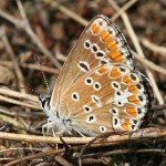 aricia_agestis_lepke