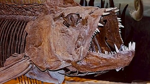 50_millio_eves_oshal_fosszilia