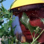 parlagfu_allergia_pollen