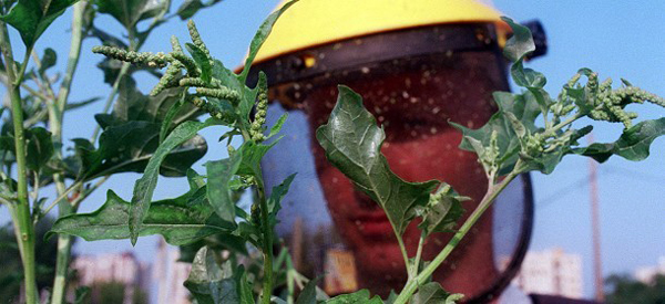 parlagfu_allergia_pollen