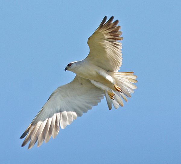 kuhi_Elanus_caeruleus