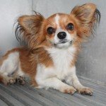 kutya_orokbefogadas_illatos_ut