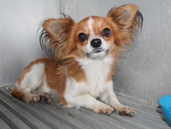 kutya_orokbefogadas_illatos_ut