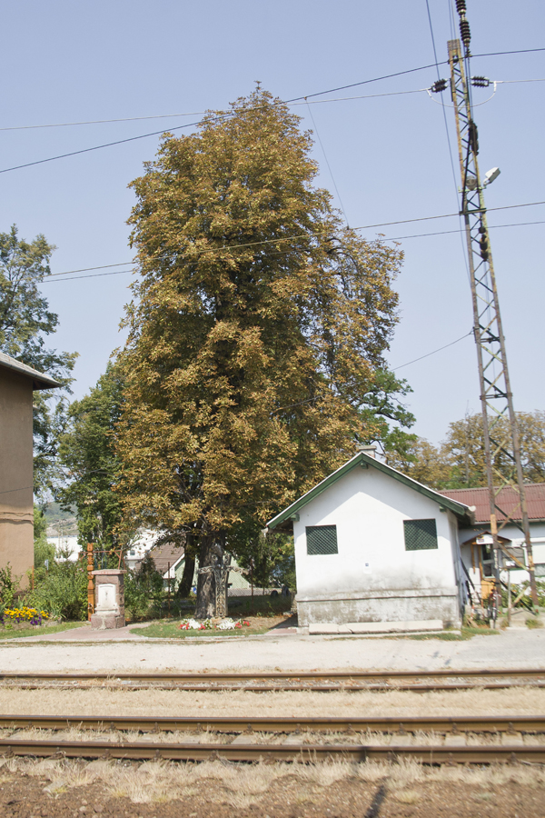 vadgesztenyefa_budaors_mav_allomas_2