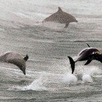 delfin_hadsereg_kikepzes