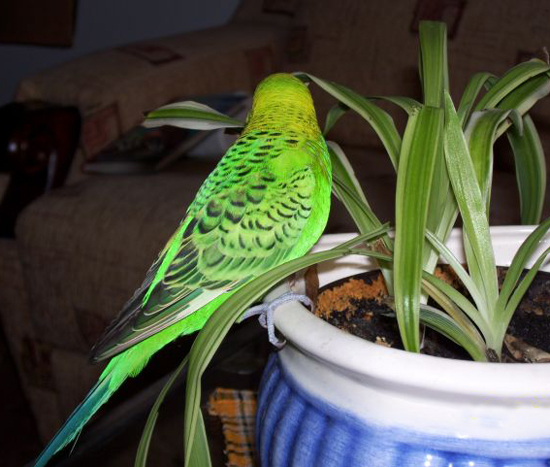 nemespapagaj_Eclectus rotatus_