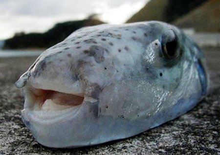 Lagocephalus_Sceleratus_tropusi_gombhal