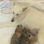 Olymp_Dar_Tallim_tigris_kutya