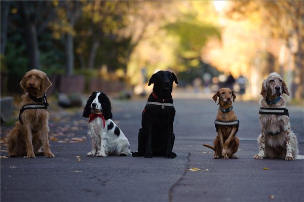 Az egri Mondjunk mancsot! Terápiás és Segítőkutyás Közhasznú Egyesület kutyái az Egri Autista Alapítvány napköziotthonában Egerben 2012. november 14-én.  Az egyesület munkatársai gyógyítási célokra képeznek ki kutyákat, valamint óvodásoknak, fogyatékkal élőknek, hospice osztályok gondozottjainak, sajátos nevelést igénylő gyerekeknek és időseknek tartanak kutyás foglalkozásokat. MTI Fotó: Komka Péter