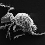 uj_izeltlabu_faj_Pygmarrhopalites_maestrazgoensis