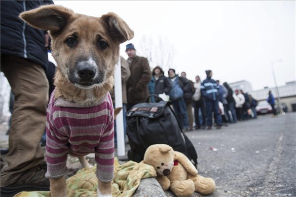 etelosztas_hajlektalan_jotekonysag_kutya_karacsony