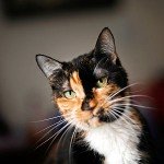 holly_cica_macska_hazatalalt