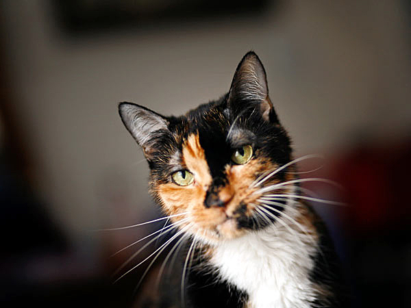 holly_cica_macska_hazatalalt