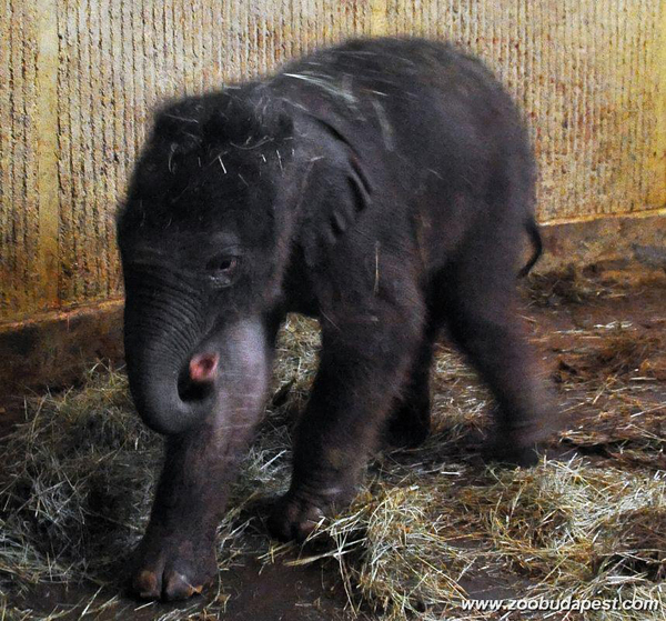 budapesti_allatkert_elefantbebi_00_