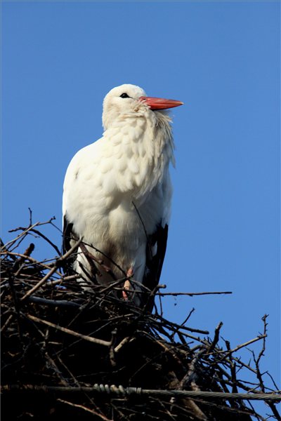 Megérkezett az első gólya az országba 2013. február 18-án, ezúttal is a Veszprém megyei Tüskevár községbe. Legalább tíz éve mindig februárban, még tél idején tér vissza a Kossuth utca 9. előtti villanyoszlopon található fészkébe a gólya. Élelmet a behavazott földeken még nehezen talál, de éhen halni nem fog, mert a helyiek etetik. MTI Fotó: Nagy Lajos